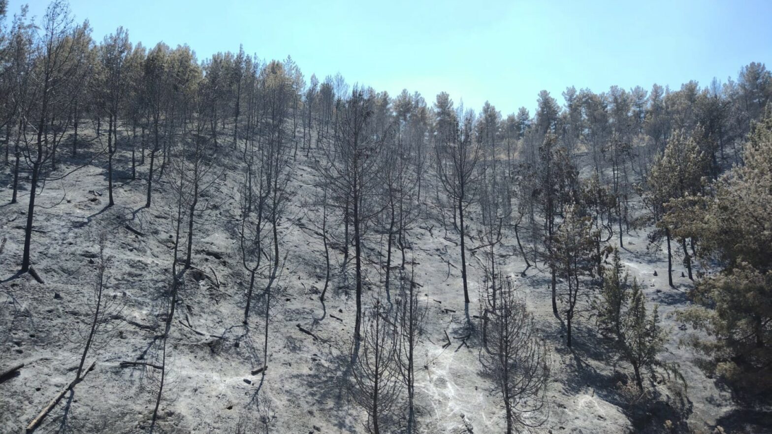 Joanne's blog 44 - Verbrandde bossen in het noorden