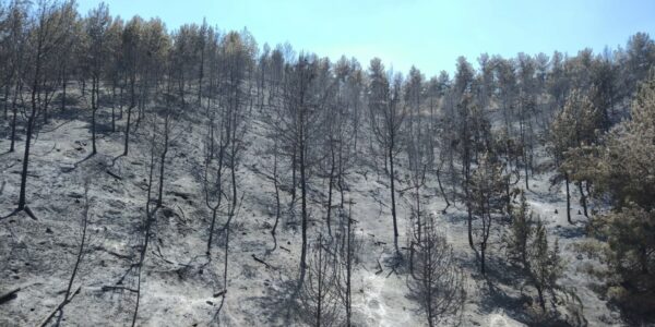Joanne's blog 44 - Verbrandde bossen in het noorden